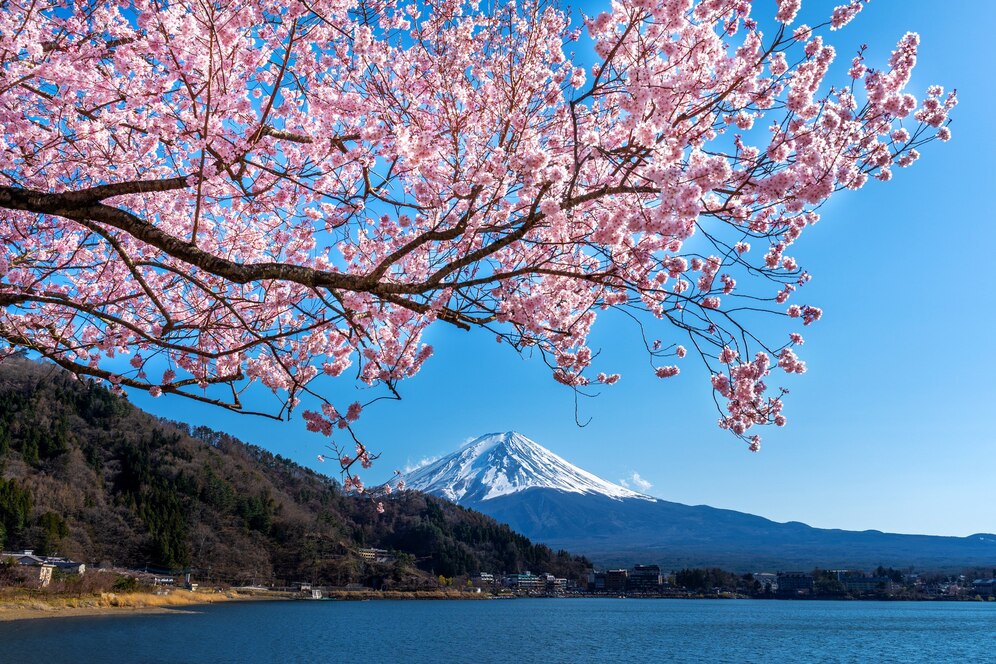 Cherry Blossoms, Japan